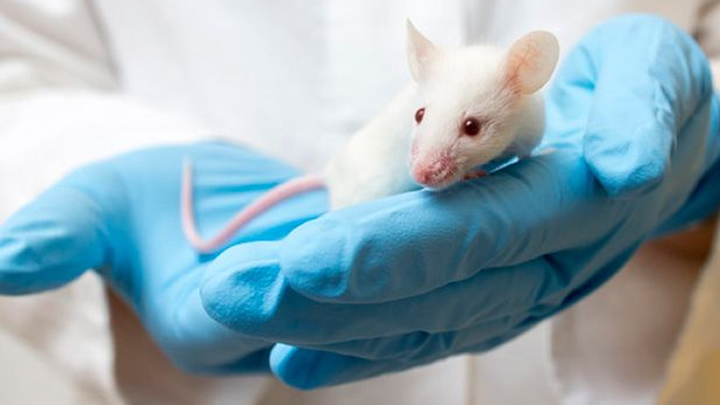 La inhibición de células inflamatorias reduce la esteatohepatitis y fibrosis hepática