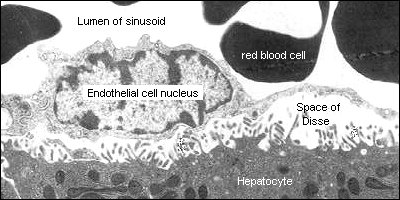 Microestructura de los sinusoides hepáticos Colorado State University