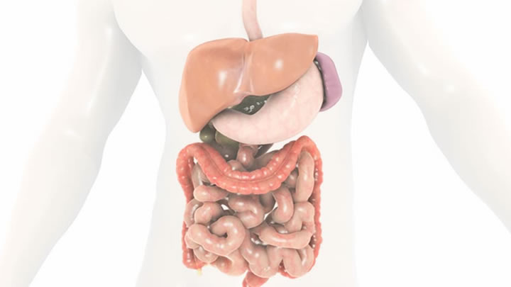 Formación de novo del sistema biliar mediante transdiferenciación de hepatocitos