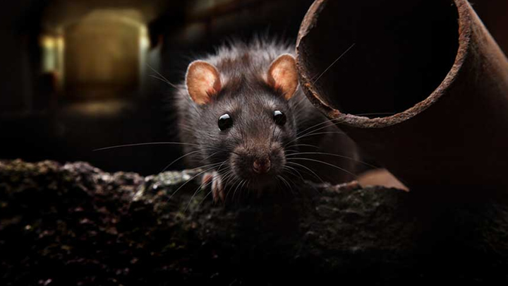 Confirman once casos de hepatitis E contagiada por ratas en Hong Kong